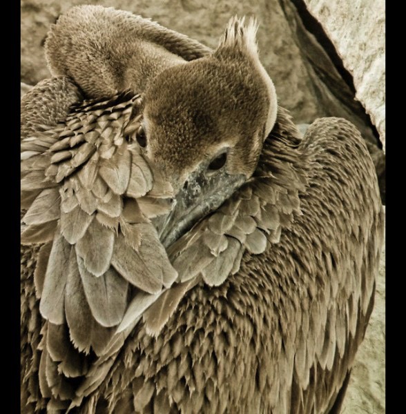 Pelican Siesta